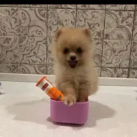 فروش خشکل های دوست داشتنی تا فردافقط زیر قیمت