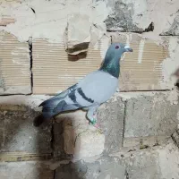 سبزپلاکی نر