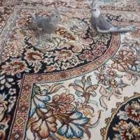 جفت عروس هلندی همراه با لانه