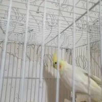 عروس هلندی ماده لوتینو ونر سیاموند|پرنده|مشهد, امیرآباد|دیوار