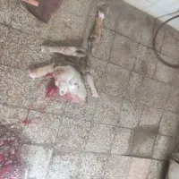 کله پاچه.دنبه.دنبلان