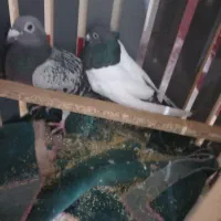 کفتر سینه|پرنده|جوین, |دیوار