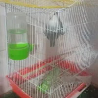 کوتوله برزیلی نر کاربنی ویه جفت عروس هلندی لوتینو