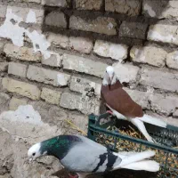 شازده آلیام|پرنده|ویلکیج, |دیوار