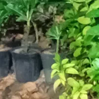 گل وگیاه|گل و گیاه طبیعی|قشم, |دیوار