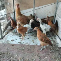 جوجه محلی اصل