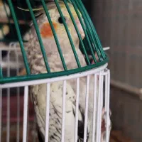 عروس هلندی جوجه|پرنده|یزد, |دیوار