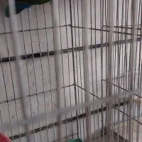 عروس هلندی|پرنده|خمینیشهر, |دیوار