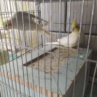 عروس هلندی کفتر|پرنده|خمینی‌شهر, |دیوار