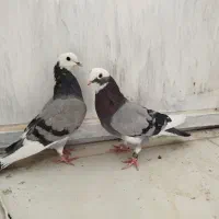 تهرانی زوردار