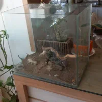 اکواریوم شرکتی|ماهی|مشهد, امیریه|دیوار