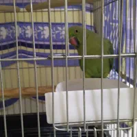 طوطی ملنگو|پرنده|فردیس, شهرک گلها|دیوار