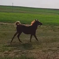 فروش اسب