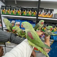 گرینچیک شاه طوطی ملنگو