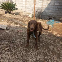 فروش یک عدد سگ شکاری|سگ|رودبنه, |دیوار