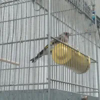 سهره|پرنده|تهران, شوش (باغ آذری)|دیوار