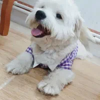 سگ ،سگ پاکوتاه