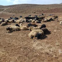 میش‌داشتی|حیوانات مزرعه|رودشت (چهارمحال و بختیاری), |دیوار