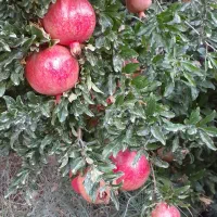 انار|خوردنی و آشامیدنی|کوهنانی, |دیوار