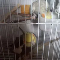 جفت عروس هلندی|پرنده|بردسکن, |دیوار