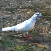 کامل سالم سرحال