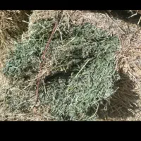 یونجه درجه یک