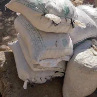 بلوط خوب تازه