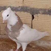 طوقی|پرنده|قم, شاه سید علی|دیوار