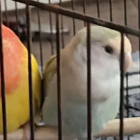 یک جفت طوطی برزیل مولد سخنگو