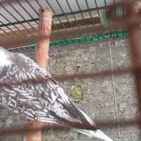 عروس هلندی مولد نژاد خاص|پرنده|همدان, |دیوار