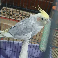 عروس هلندی ماده