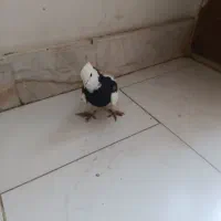 کفتر|پرنده|نیشابور, شهرک اندیشه|دیوار