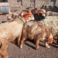 بره گوشتی چاق