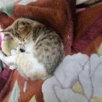 بچه گربه نازو ملوس ماده 3ماها