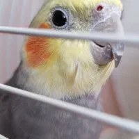 عروس هلندی|پرنده|شاهین‌شهر, گزبرخوار|دیوار