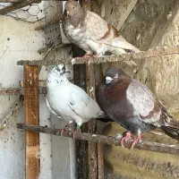 کفتر