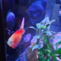 ماهی دیسکس و بلک نئون|ماهی|رشت, گلسار|دیوار