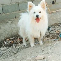 پامرین نر اصیل کمیاب|سگ|مشهد, امام خمینی|دیوار