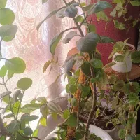 سه عدد گل اپارتمانی|گل و گیاه طبیعی|فارسان, |دیوار