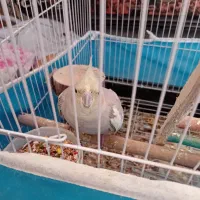 یک جفت عروس هلندی نرو ماده باقفس لونه