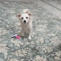 واگذاری سگ اشپتز ماده پنج ماهه