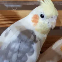 عروس هلندی جفتی