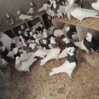 کبوتر طوقی زرین دشت