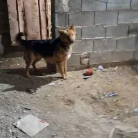 واگذاری سگ ژرمن شیپرد