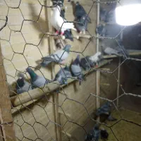 کبوتر جدید رسید همش ب ضمانت پرش|پرنده|اردکان, |دیوار