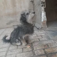 سگ شیاتسو خانگی بسیار آرام وحرف گوش کن
