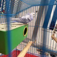 مرغ عشق پروانه ای بنفش|پرنده|دوگنبدان, |دیوار