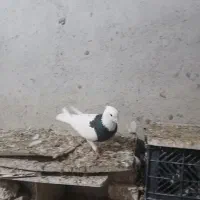 کلفه نر|پرنده|اردبیل, |دیوار