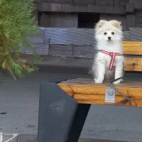 پامر ۴ ماهه پسر