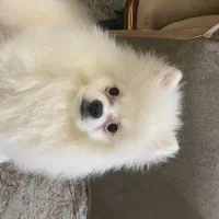 خرسی پامرانین|سگ|تهران, شهمیرزادی|دیوار